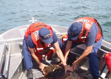 Coast Guard helps rescue loggerhead sea turtle in NC