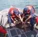Coast Guard helps rescue loggerhead sea turtle in NC