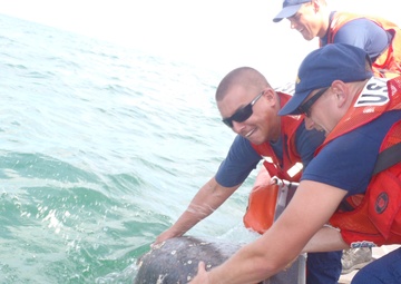 Coast Guard helps rescue loggerhead sea turtle in NC