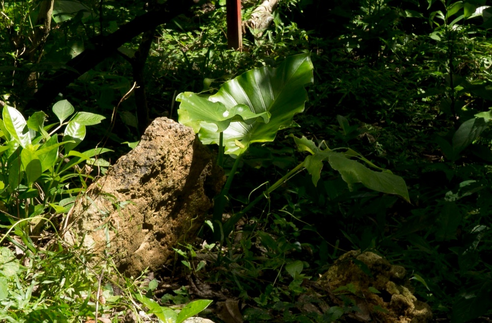 Stone on MCAS Futenma serves as historical land marker