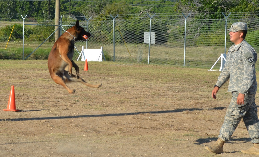 Miltary Police Dog enjoys some play time
