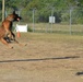 Miltary Police Dog enjoys some play time