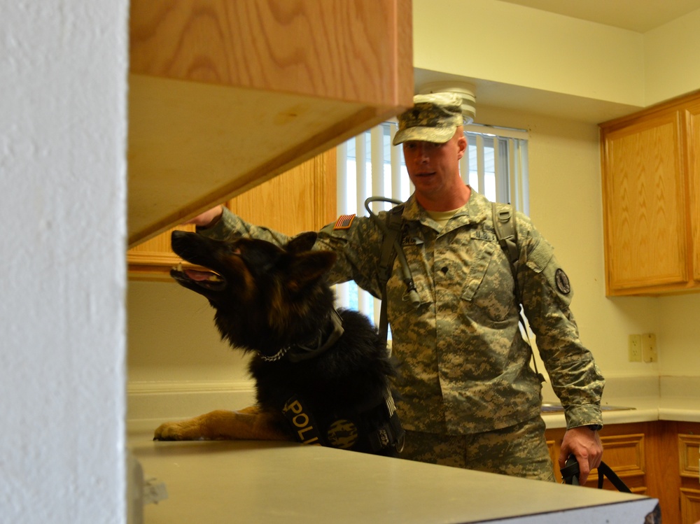 Military Police Dog signals to handler about simulated explosives