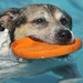 Howling good time had at Fort Myer Doggie Dip