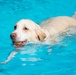 Howling good time had at Fort Myer Doggie Dip