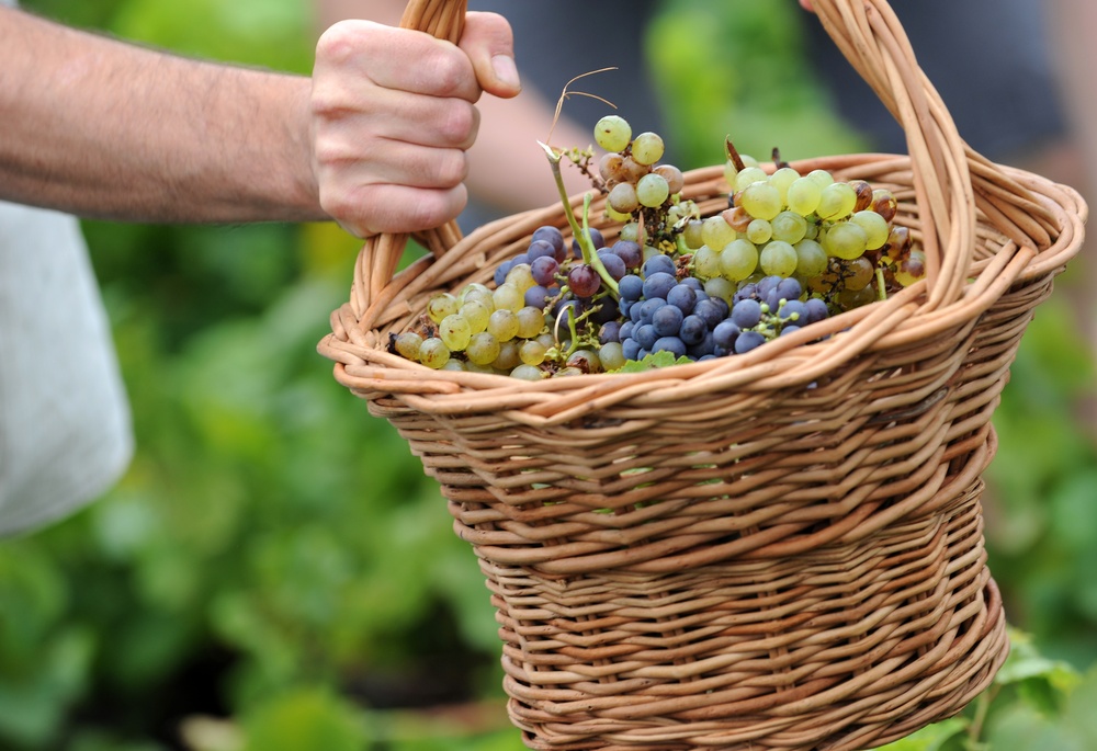 Outdoor Rec helps Lajes experience vineyard festival