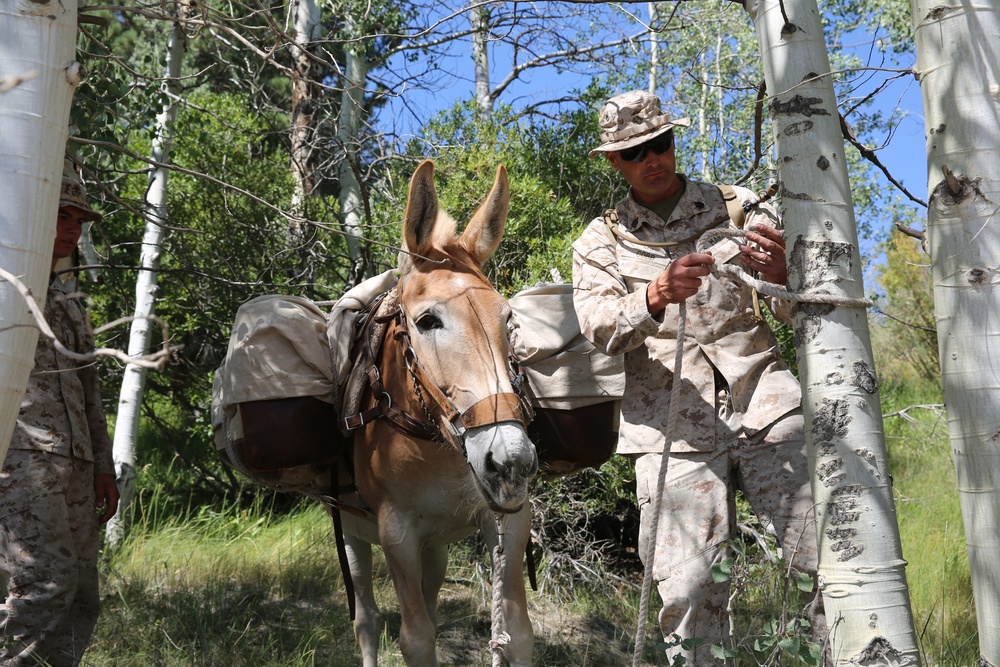 Marines train resupply techniques with pack animals