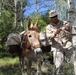Marines train resupply techniques with pack animals