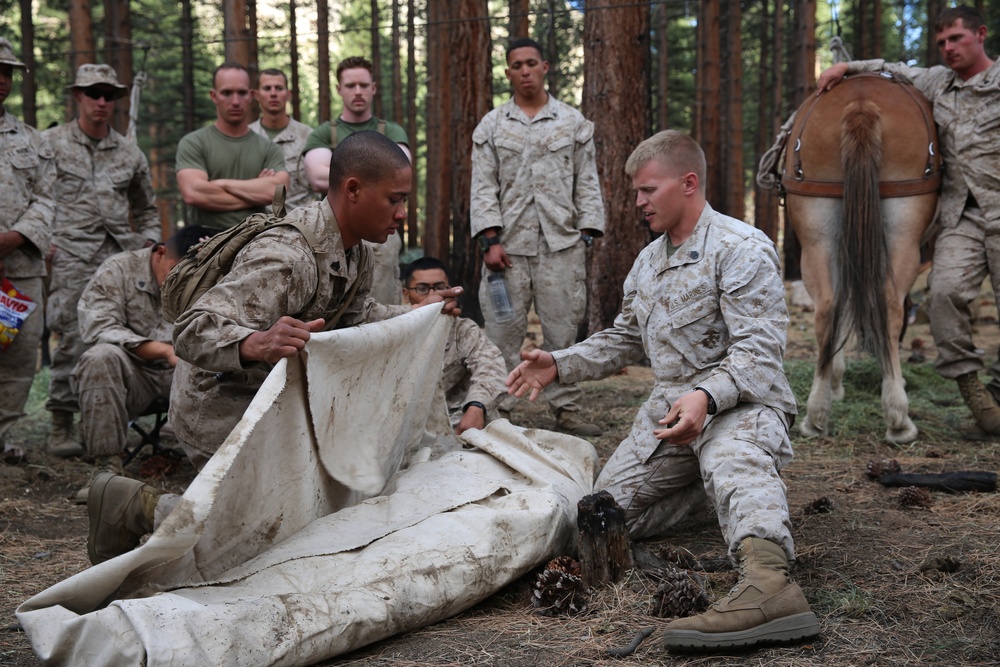 Marines train resupply techniques with pack animals