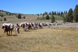 Marines train resupply techniques with pack animals
