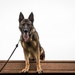 Military Working dogs train at JB Charleston