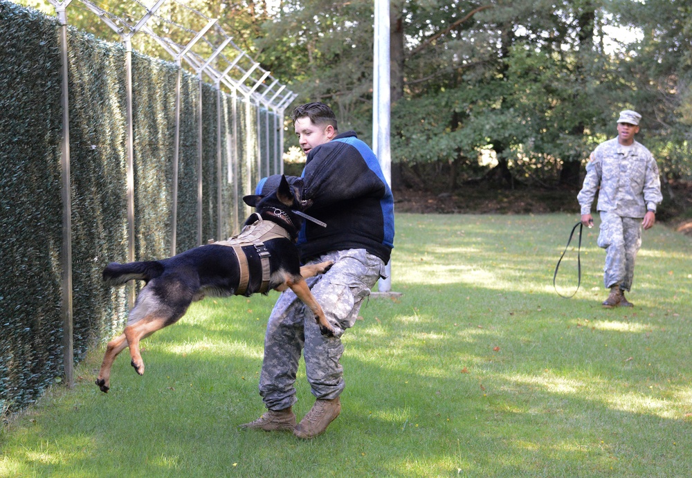 Military working dog training