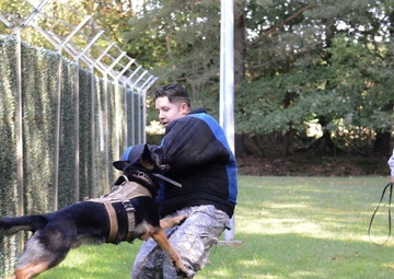 Military working dog training