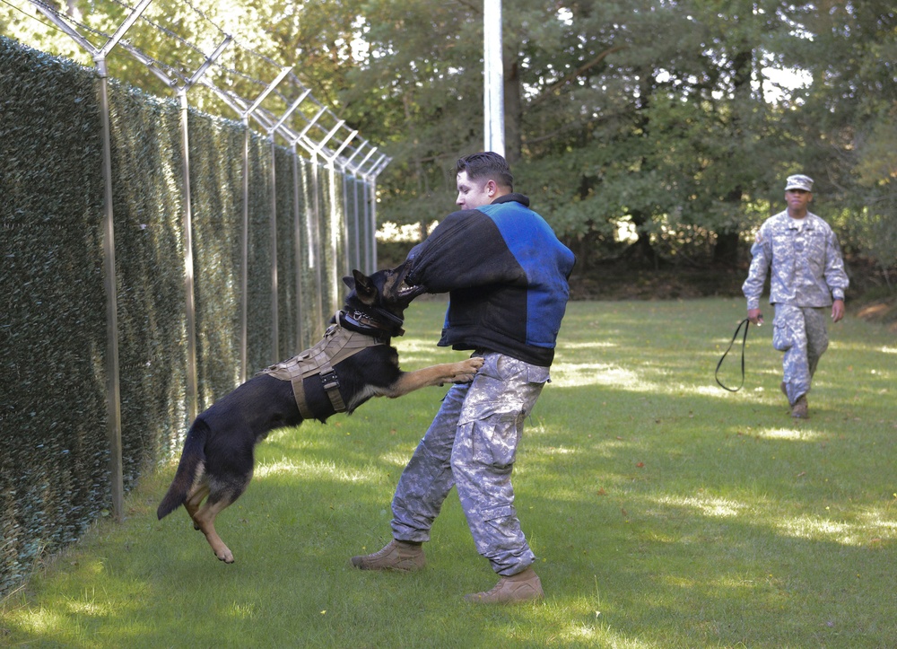 Military working dog training