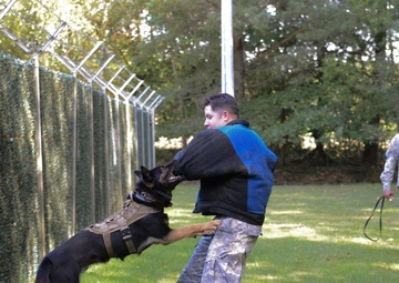 Military working dog training