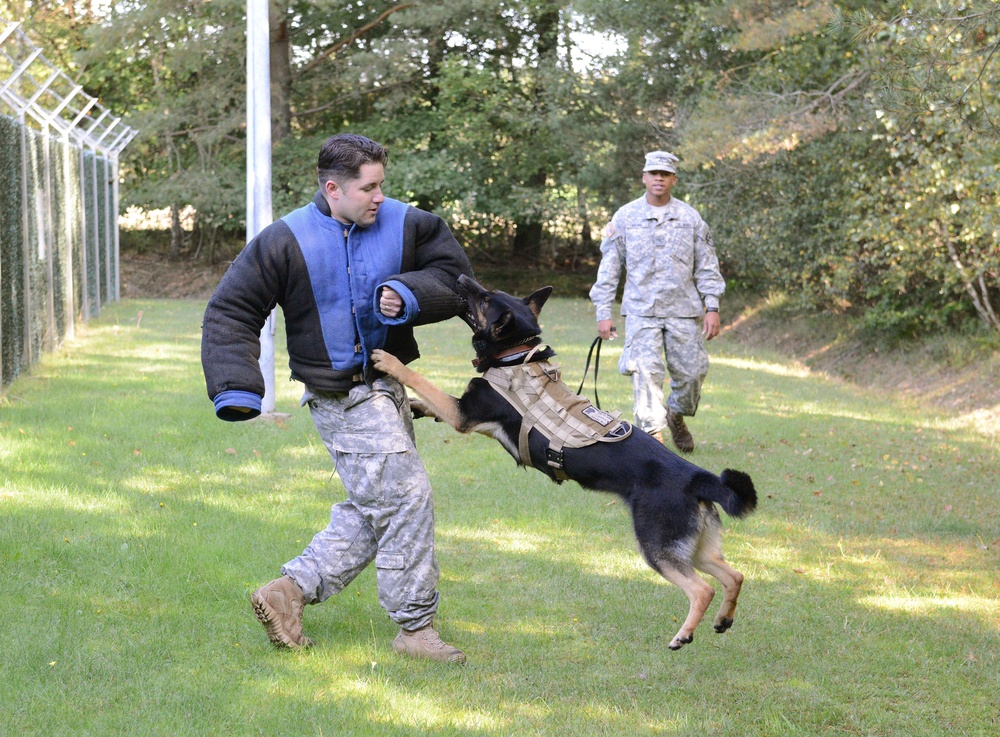 Military working dog training