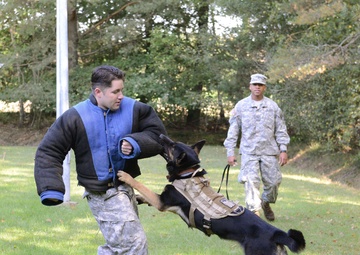Military working dog training