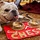 Lance Cpl. Chesty XIV Lance Cpl. Chesty XIV