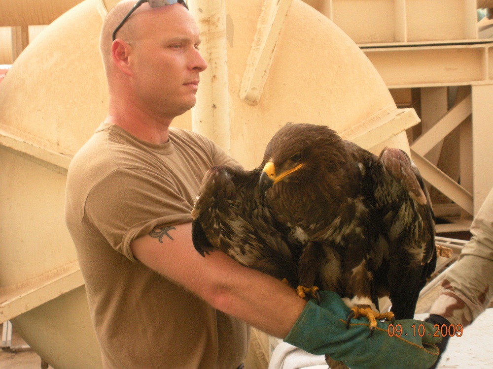 Eagle rescued by Iraq marines