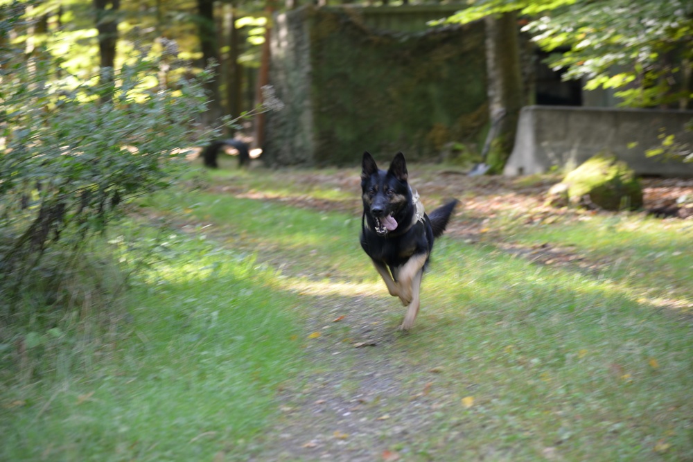 Military Working Dog exercise