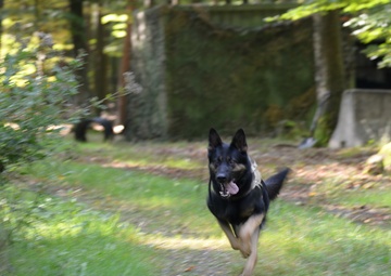 Military Working Dog exercise