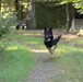 Military Working Dog exercise