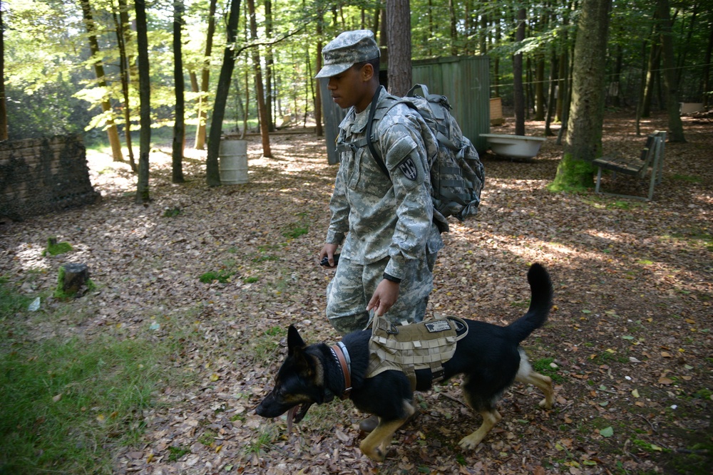 Military Working Dog exercise