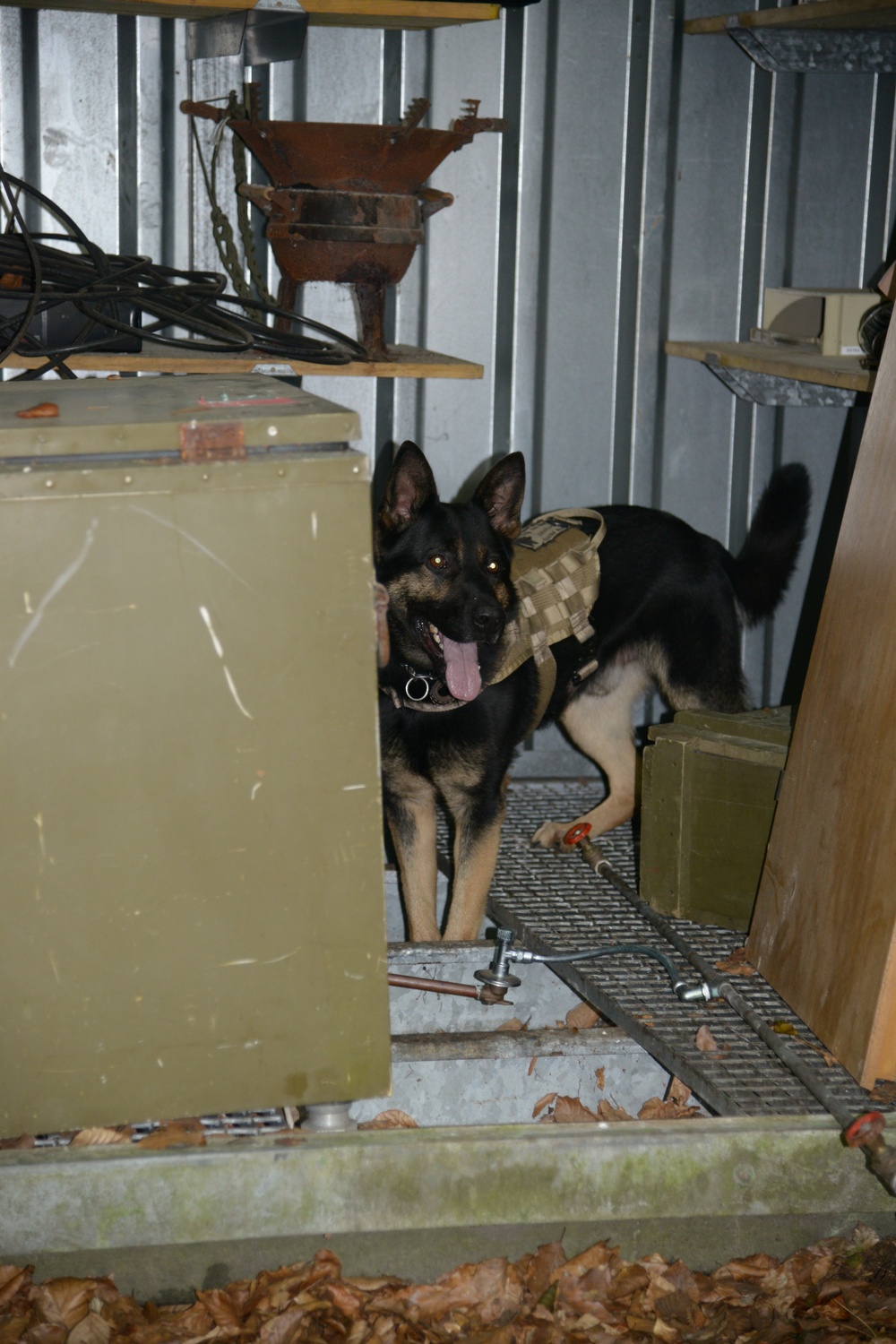 Military Working Dog exercise