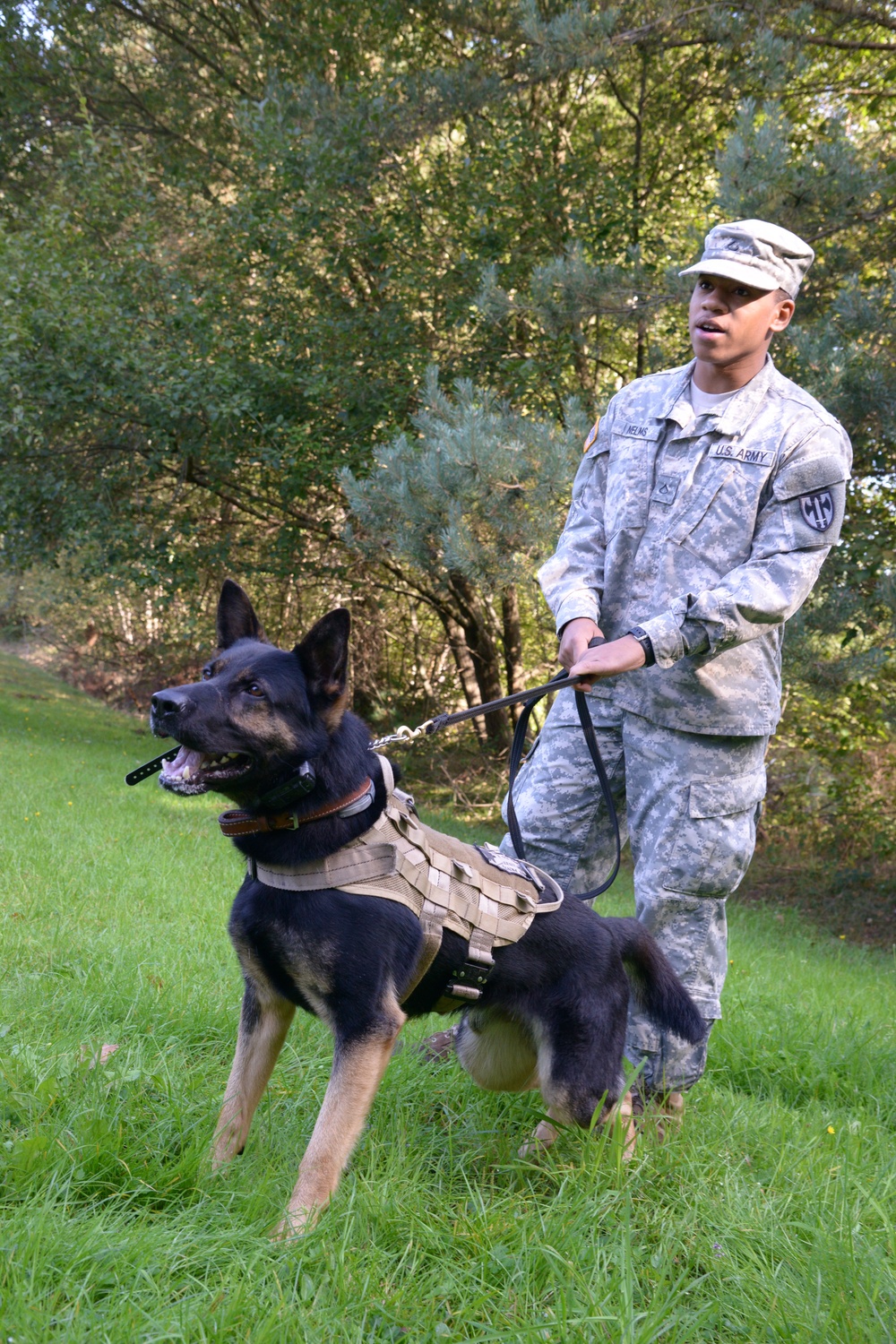 Military Working Dog exercise