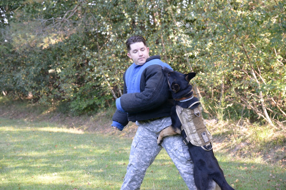 Military Working Dog exercise