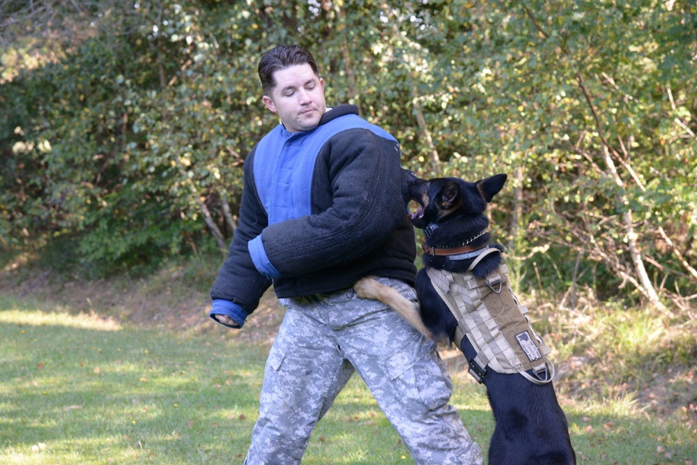 Military Working Dog exercise