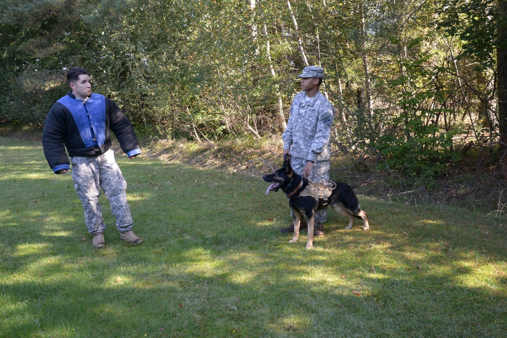 Military Working Dog exercise