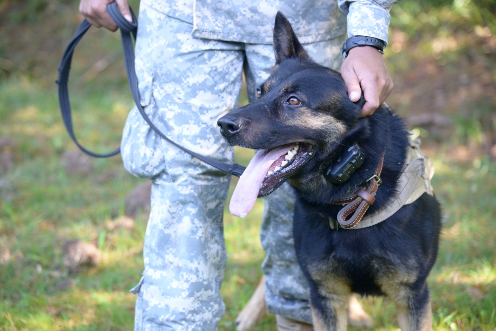 Military Working Dog exercise