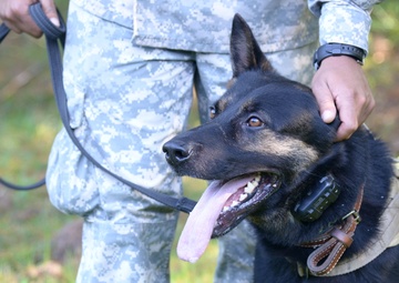 Military Working Dog exercise