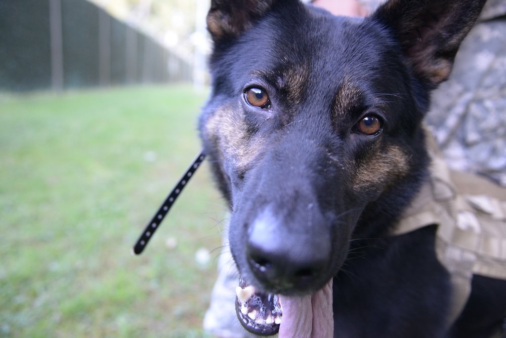 Military Working Dog exercise