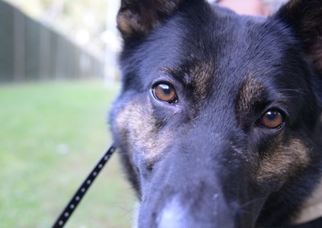 Military Working Dog exercise