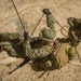 CLB-6 and 2/5 Marines conduct rappelling training at Mountain Warfare Training Center
