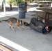 US Marine K-9s at Silverwood Lake