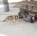 US Marine K-9s at Silverwood Lake