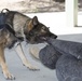 US Marine K-9s at Silverwood Lake