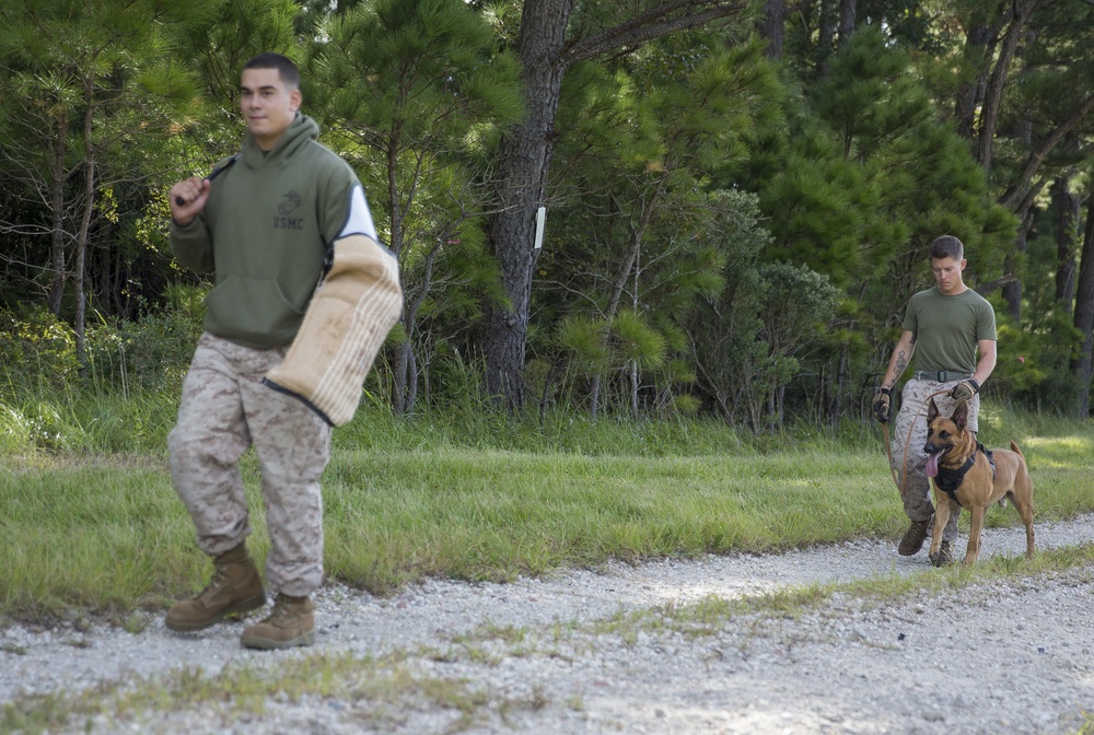Unleashed: Military Working Dogs, handlers build relationship