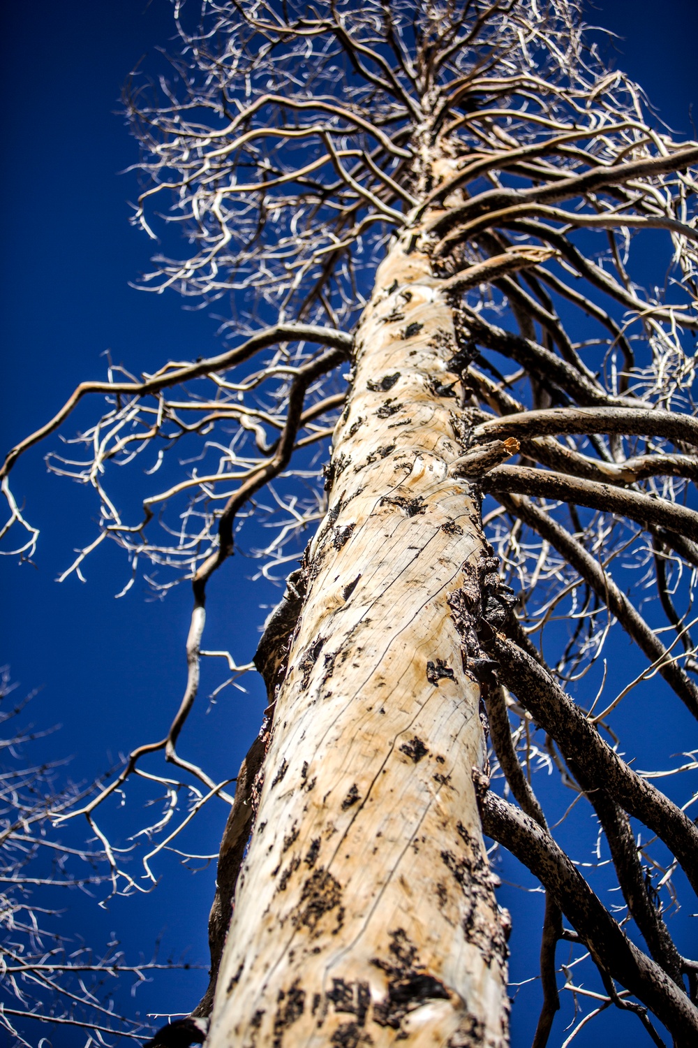 CLB-6 Marines conduct tree felling training at Mountain Warfare Training Center