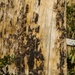 CLB-6 Marines conduct tree felling training at Mountain Warfare Training Center