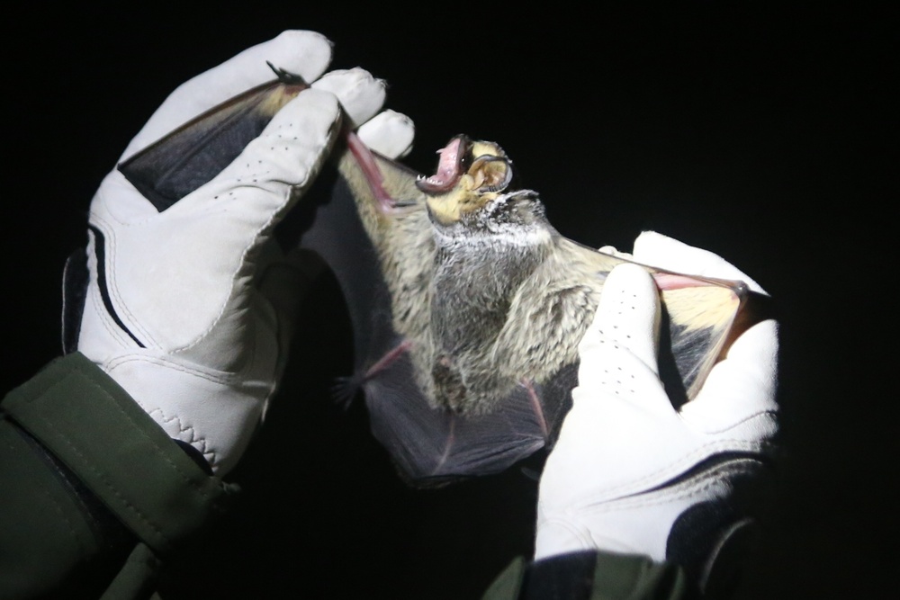 Bats inventoried at Camp Guernsey