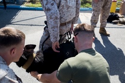 Sit, stay, rappel: Dogs fast rope with their handlers