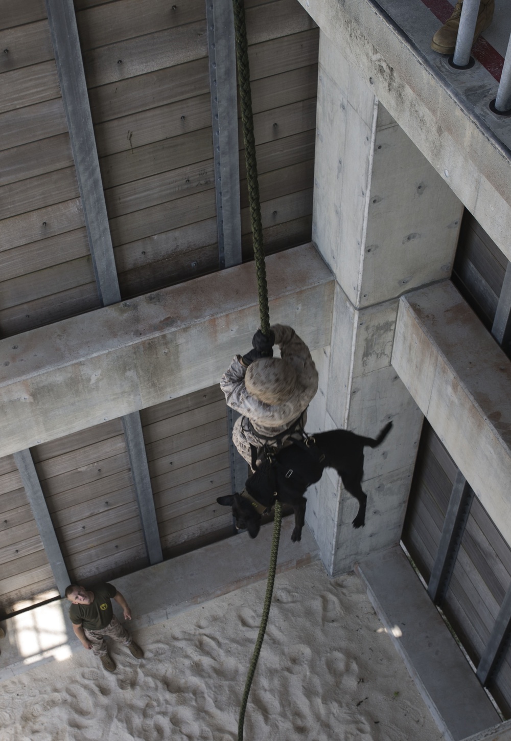 Sit, stay, rappel: Dogs fast rope with their handlers