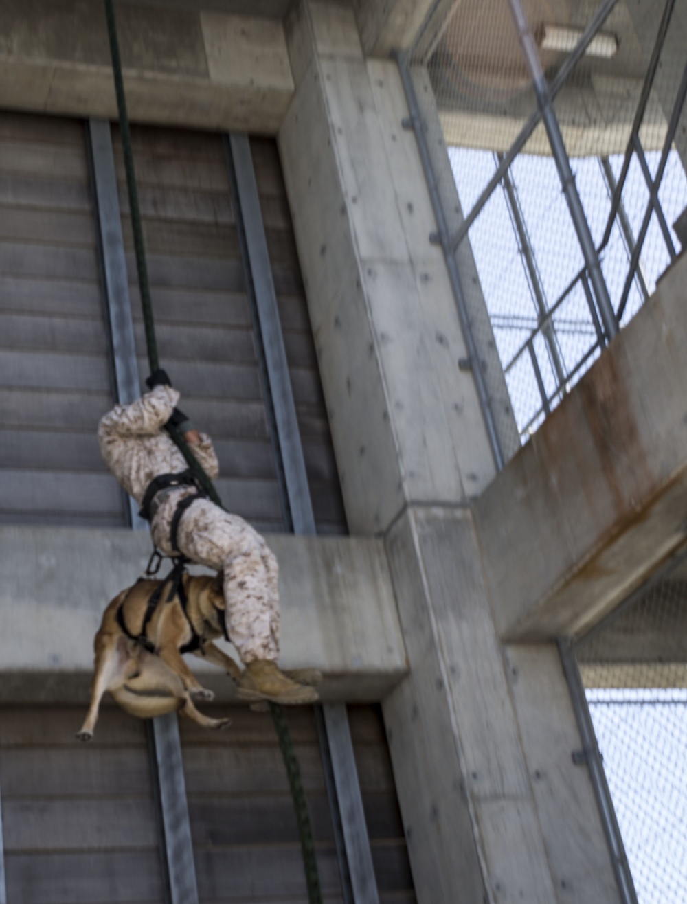 Sit, stay, rappel: Dogs fast rope with their handlers