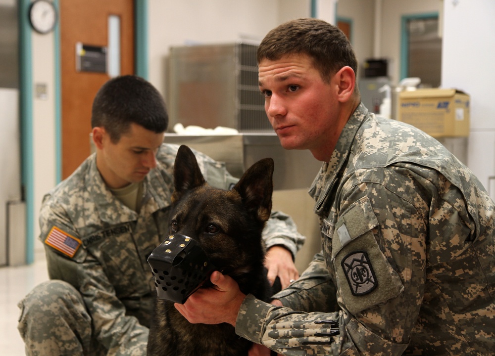 903d Military Working Dog Detachment’s annual check up