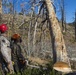 Marines conduct tree-felling operations