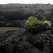 Big Island of Hawaii, Puna lava flow